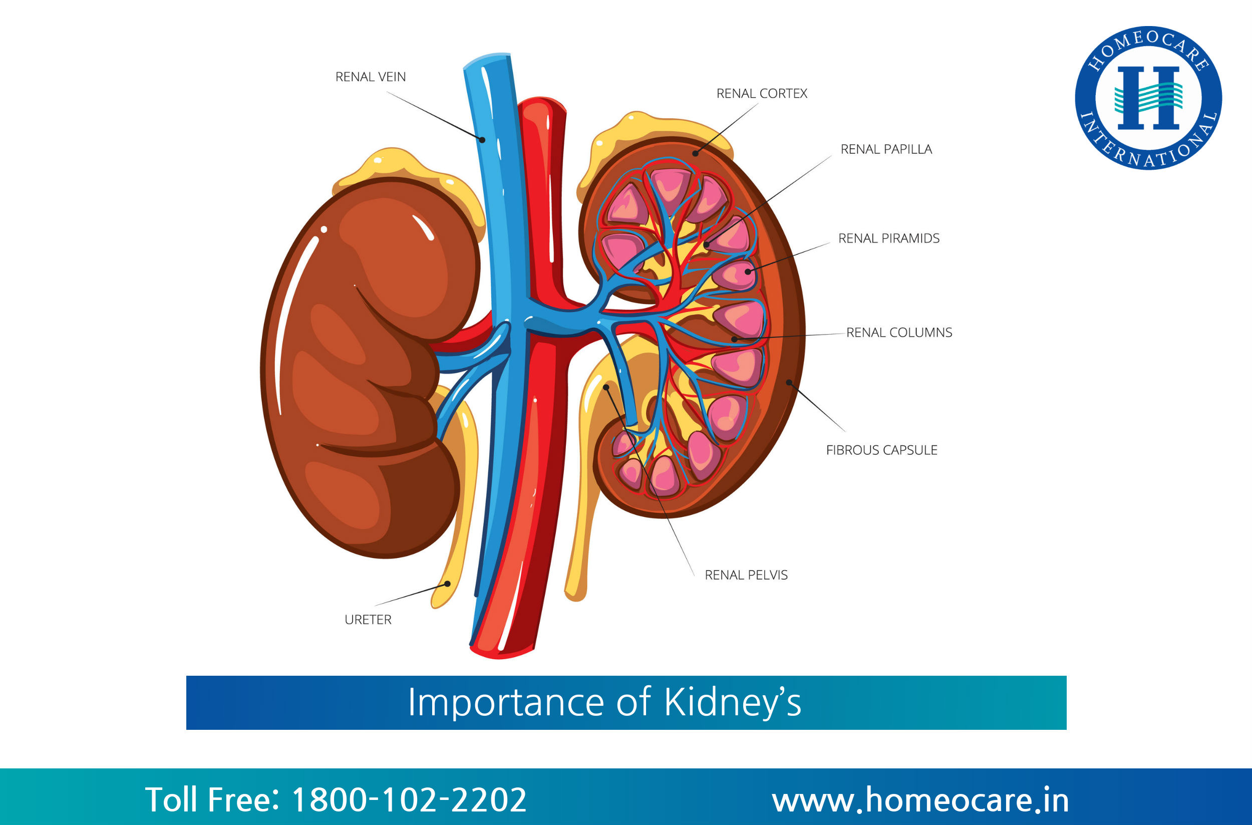 importance-of-kidney-s