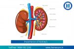 Importance of Kidney’s