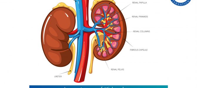 Importance of Kidney’s